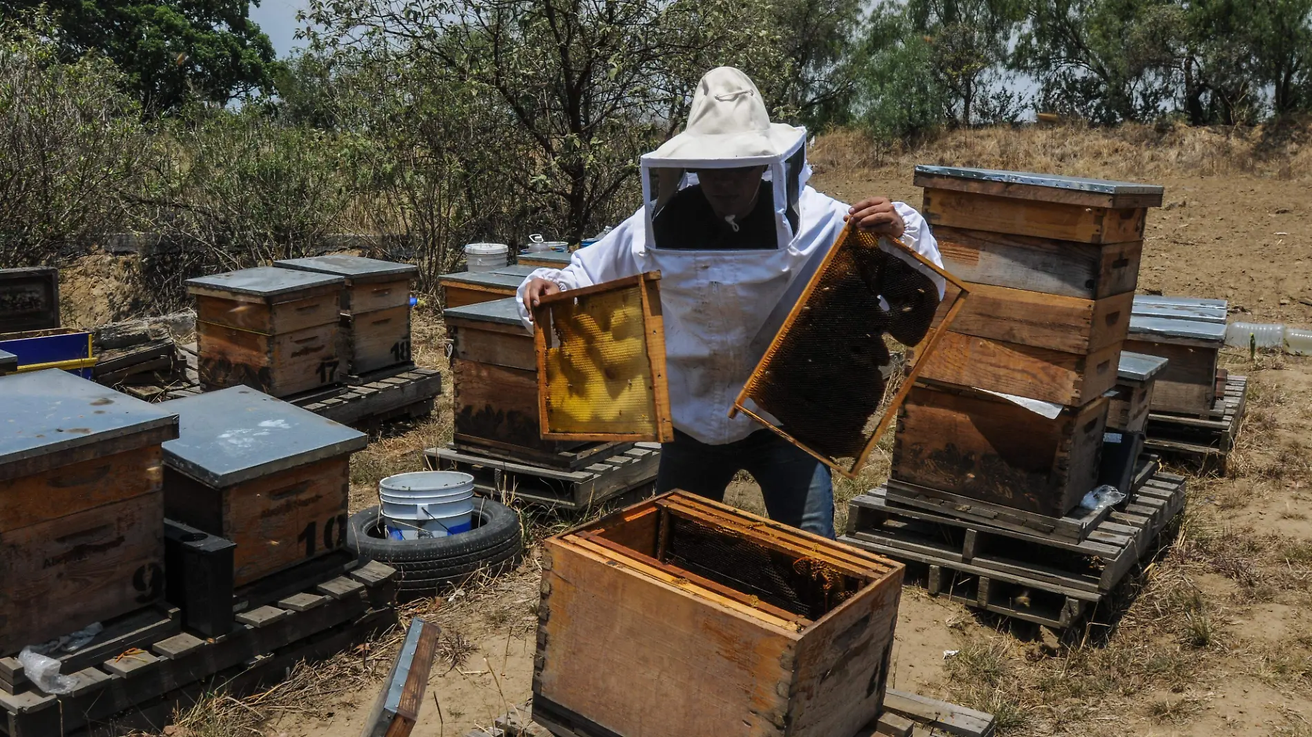 LIBERACIÓN DE ABEJAS-53